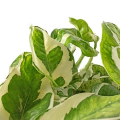 Epipremnum Aureum - NJoy Pothos -Plant Promotion Store Epipremnum aureum NJoy Pothos DETAIL