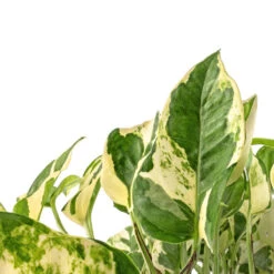 Epipremnum Aureum - NJoy Pothos -Plant Promotion Store Epipremnum aureum NJoy Pothos SWATCH 2