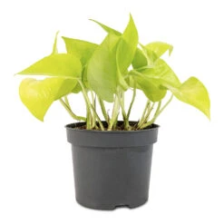 Epipremnum Aureum Neon - Golden Neon Pothos 20 Epipremnum Aureum Neon - Golden Neon Pothos -Plant Promotion Store Epipremnum aureum Neon Golden Neon Pothos 12x20cm