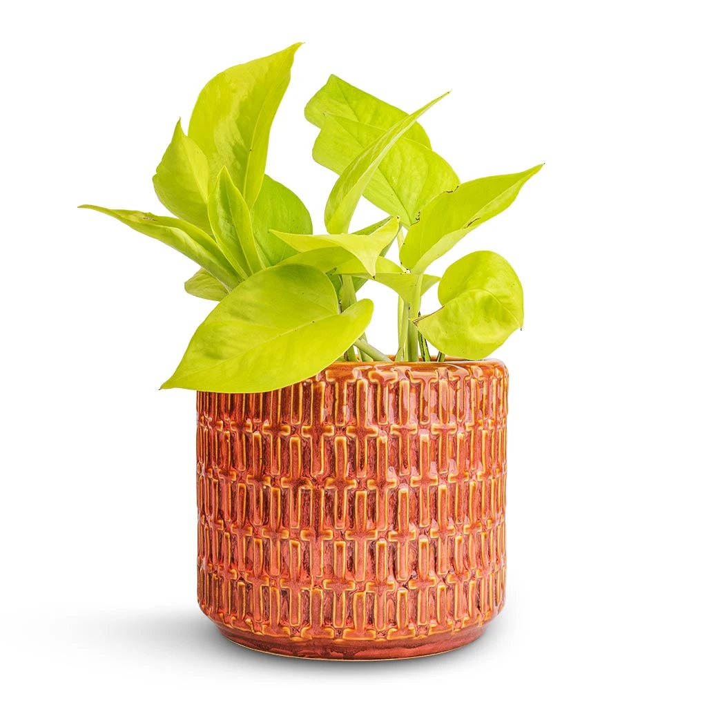 Epipremnum Aureum Neon - Golden Neon Pothos 10 Epipremnum Aureum Neon - Golden Neon Pothos - Image 8