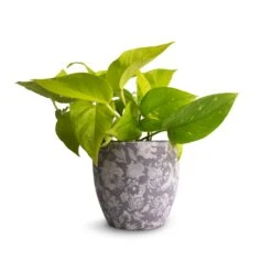 Monza Plant Pot - Vintage Grey -Plant Promotion Store Epipremnum aureum Neon Golden Neon Pothos 12x20cm Monza Plant Pot Vintage Grey 13x13cm