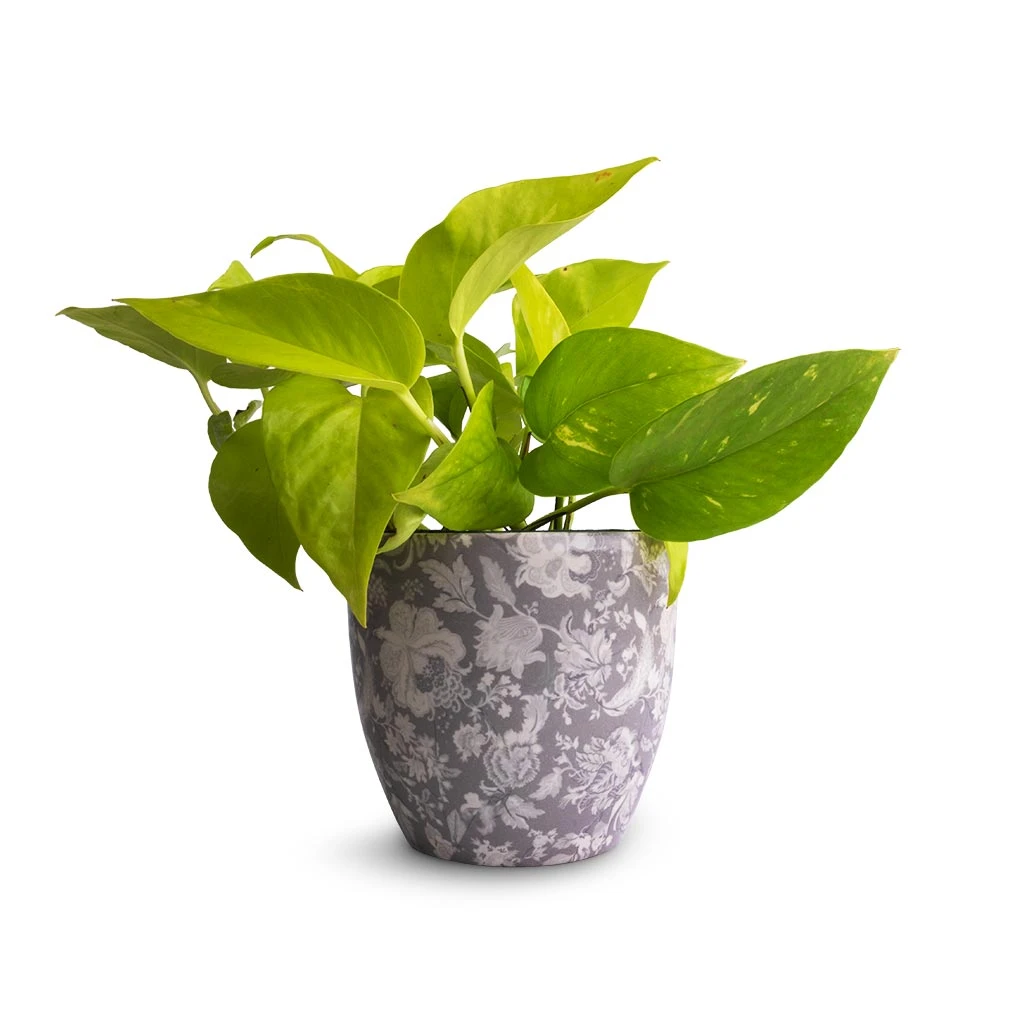 Epipremnum Aureum Neon - Golden Neon Pothos 13 Epipremnum Aureum Neon - Golden Neon Pothos - Image 11
