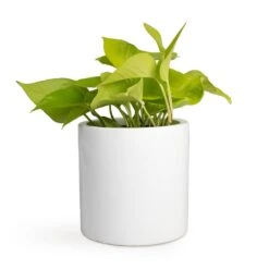 Epipremnum Aureum Neon - Golden Neon Pothos 32 Epipremnum Aureum Neon - Golden Neon Pothos -Plant Promotion Store Epipremnum aureum Neon Golden Neon Pothos 12x20cm Puk Planter Glossy White 15x15cm