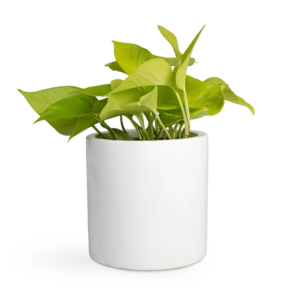 Epipremnum Aureum Neon - Golden Neon Pothos 17 Epipremnum Aureum Neon - Golden Neon Pothos - Image 15