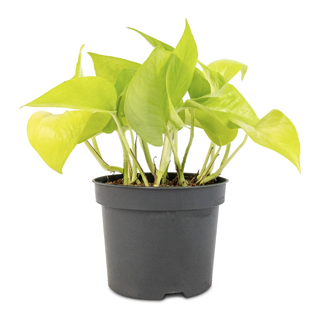 Epipremnum Aureum Neon - Golden Neon Pothos 5 Epipremnum Aureum Neon - Golden Neon Pothos - Image 3