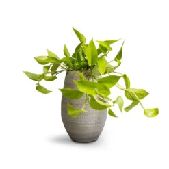 Noor Plant Vase - Metallic Grey 11 Noor Plant Vase - Metallic Grey -Plant Promotion Store Epipremnum aureum Neon Golden Neon Pothos 15x40cm Noor Plant Vase Metallic Grey 23x36cm