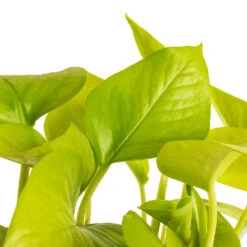 Epipremnum Aureum Neon - Golden Neon Pothos 23 Epipremnum Aureum Neon - Golden Neon Pothos -Plant Promotion Store Epipremnum aureum Neon Golden Neon Pothos DETAIL 2