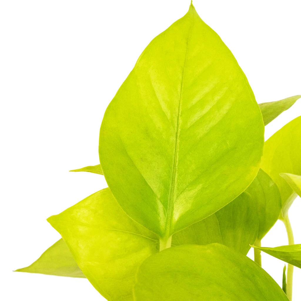 Epipremnum Aureum Neon - Golden Neon Pothos 4 Epipremnum Aureum Neon - Golden Neon Pothos - Image 2