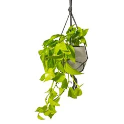 Epipremnum Aureum Neon - Golden Neon Pothos 27 Epipremnum Aureum Neon - Golden Neon Pothos -Plant Promotion Store Epipremnum aureum Neon Golden Neon Pothos Houseplant 15x40cm Plant Pot Hans Hanging Laterite Grey 22x19cm