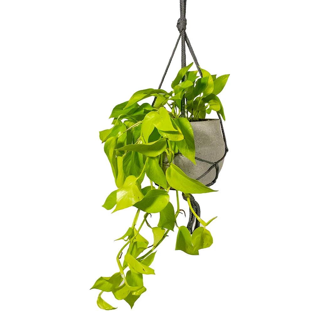 Epipremnum Aureum Neon - Golden Neon Pothos 12 Epipremnum Aureum Neon - Golden Neon Pothos - Image 10