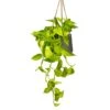 Epipremnum Aureum Neon - Golden Neon Pothos -Plant Promotion Store Epipremnum aureum Neon Golden Neon Pothos Houseplant 15x40cm Plant Pot Patt Hanging Black Wash 20x17cm