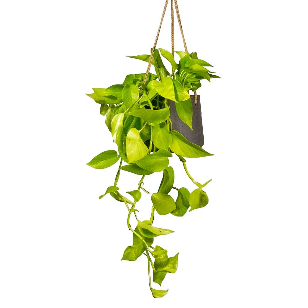 Epipremnum Aureum Neon - Golden Neon Pothos 3 Epipremnum Aureum Neon - Golden Neon Pothos