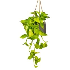 Patt Hanging Plant Pot - Black Washed -Plant Promotion Store Epipremnum aureum Neon Golden Neon Pothos Houseplant 15x40cm Plant Pot Patt Hanging Black Wash 20x17cm a1e5f424 ea21 4341 8cef 8cd7fe3fa8f5