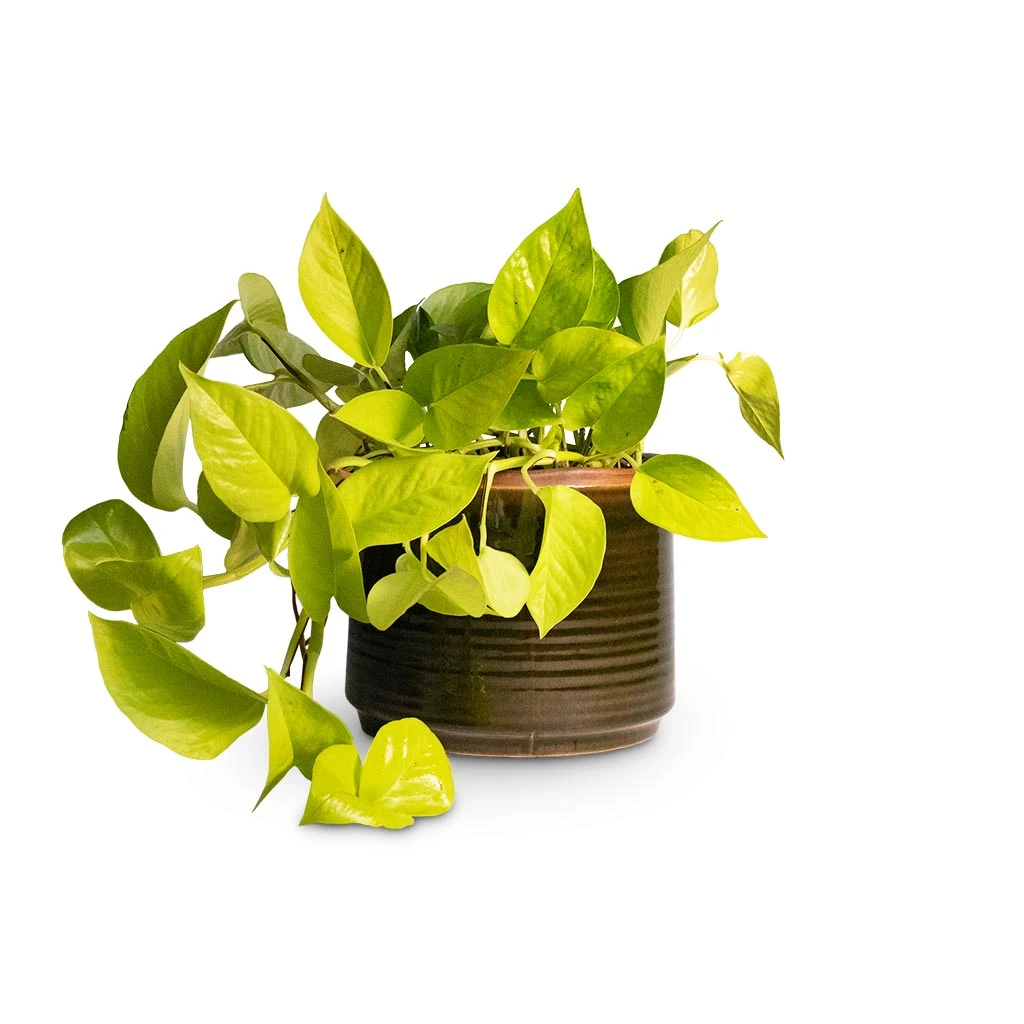Epipremnum Aureum Neon - Golden Neon Pothos 15 Epipremnum Aureum Neon - Golden Neon Pothos - Image 13