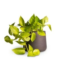 Epipremnum Aureum Neon - Golden Neon Pothos 31 Epipremnum Aureum Neon - Golden Neon Pothos -Plant Promotion Store Epipremnum aureum Neon Golden Neon Pothos15x40cm Patt Plant Pot Black Washed 20x17cm