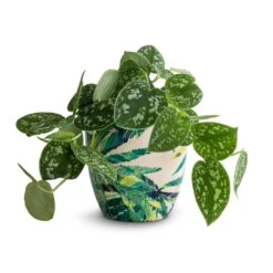 Epipremnum Pictum Argyraeus - Satin Pothos 22 Epipremnum Pictum Argyraeus - Satin Pothos -Plant Promotion Store Epipremnum pictum Argyraeus Satin Pothos 12x20cm Monza Plant Pot Botanical Fern 13x13cm