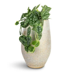 Epipremnum Pictum Argyraeus - Satin Pothos 21 Epipremnum Pictum Argyraeus - Satin Pothos -Plant Promotion Store Epipremnum pictum Argyraeus Satin Pothos 14x30cm Noor Plant Vase Metallic Grey 23x36cm
