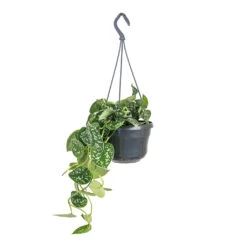 Epipremnum Pictum Argyraeus - Satin Pothos 25 Epipremnum Pictum Argyraeus - Satin Pothos -Plant Promotion Store Epipremnum pictum Argyraeus Satin Pothos 15x40cm 3