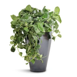Epipremnum Pictum Argyraeus - Satin Pothos 26 Epipremnum Pictum Argyraeus - Satin Pothos -Plant Promotion Store Epipremnum pictum Argyraeus Satin Pothos 15x40cm Amora Plant Vase Anthracite Mirror 23x45cm