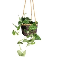 Epipremnum Pictum Argyraeus - Satin Pothos 31 Epipremnum Pictum Argyraeus - Satin Pothos -Plant Promotion Store Epipremnum pictum Argyraeus Satin Pothos 15x40cm Igmar Hanging Plant Basket Grey 17x14cm