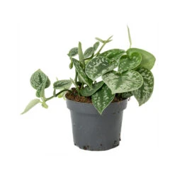 Epipremnum Pictum Argyraeus - Satin Pothos 28 Epipremnum Pictum Argyraeus - Satin Pothos -Plant Promotion Store Epipremnum pictum Argyraeus Satin Pothos
