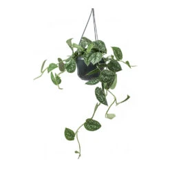 Epipremnum Pictum Argyraeus - Satin Pothos 29 Epipremnum Pictum Argyraeus - Satin Pothos -Plant Promotion Store Epipremnum pictum Argyraeus Satin Pothos Hanging Houseplant