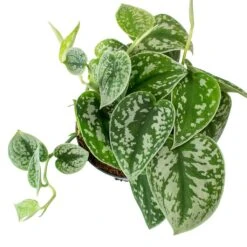 Epipremnum Pictum Argyraeus - Satin Pothos 24 Epipremnum Pictum Argyraeus - Satin Pothos -Plant Promotion Store Epipremnum pictum Argyraeus Satin Pothos Leaves