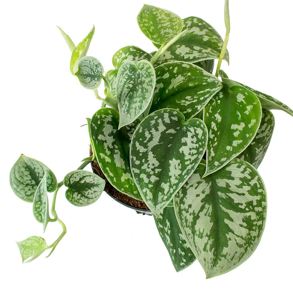Epipremnum Pictum Argyraeus - Satin Pothos 9 Epipremnum Pictum Argyraeus - Satin Pothos - Image 7