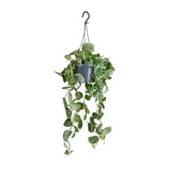Epipremnum Pictum Silvery Ann - Satin Pothos 14 Epipremnum Pictum Silvery Ann - Satin Pothos -Plant Promotion Store Epipremnum pictum Silvery Ann Satin Pothos 14x35cm