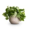 Epipremnum Pictum Silvery Ann - Satin Pothos 2 Epipremnum Pictum Silvery Ann - Satin Pothos -Plant Promotion Store Epipremnum pictum Silvery Ann Satin Pothos 14x35cm Ryan Plant Pot White Black 18x16cm d54772ed 2d0c 4927 9268 6b7ff02fb80f