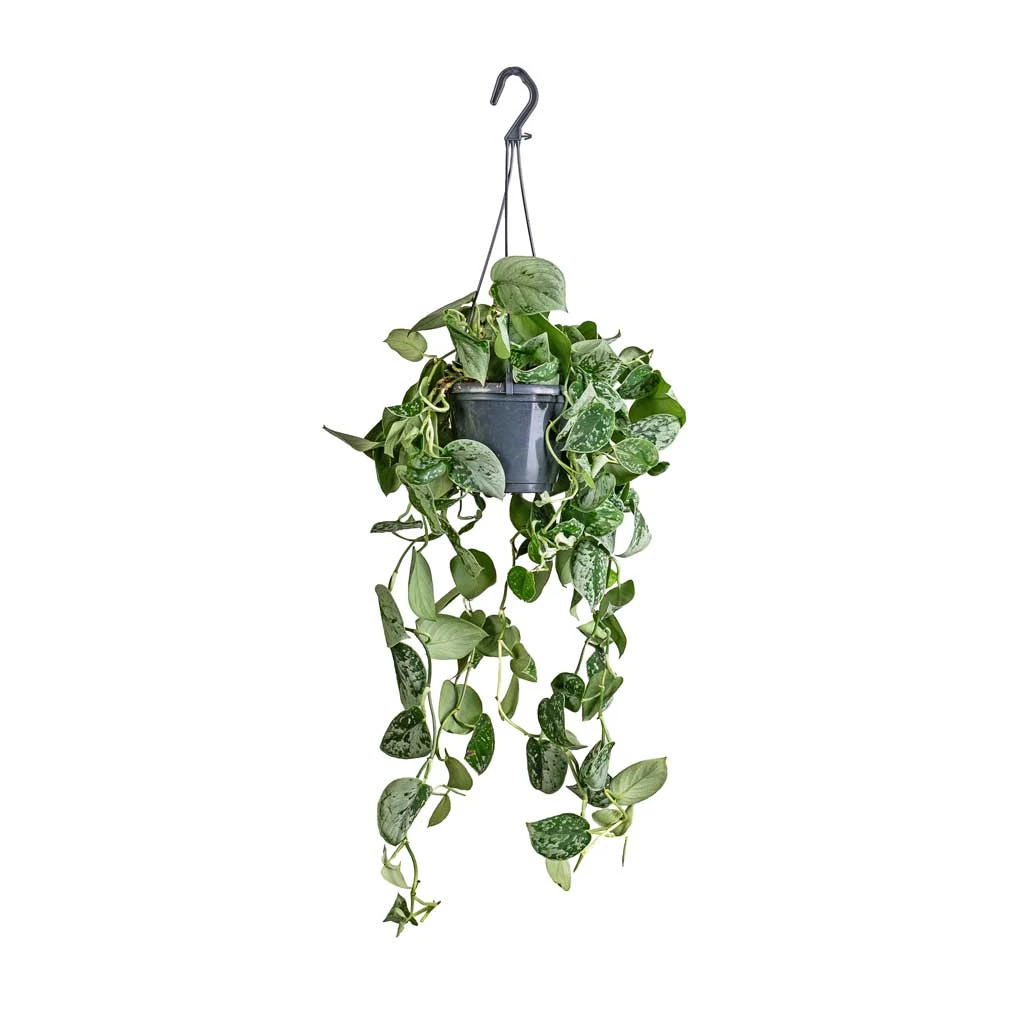 Epipremnum Pictum Silvery Ann - Satin Pothos 7 Epipremnum Pictum Silvery Ann - Satin Pothos - Image 5