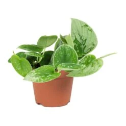 Epipremnum Pictum Silvery Ann - Satin Pothos 12 Epipremnum Pictum Silvery Ann - Satin Pothos -Plant Promotion Store Epipremnum pictum Silvery Ann Satin Pothos