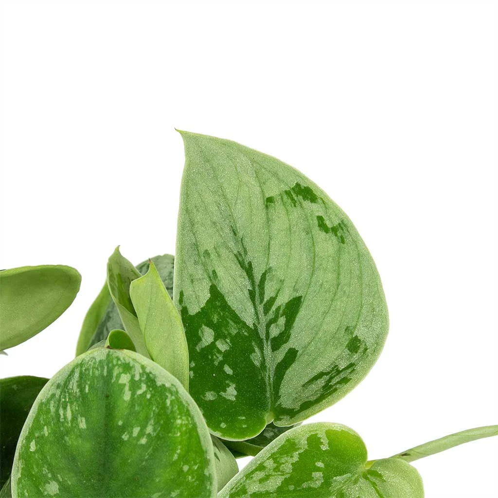 Epipremnum Pictum Silvery Ann - Satin Pothos 4 Epipremnum Pictum Silvery Ann - Satin Pothos - Image 2