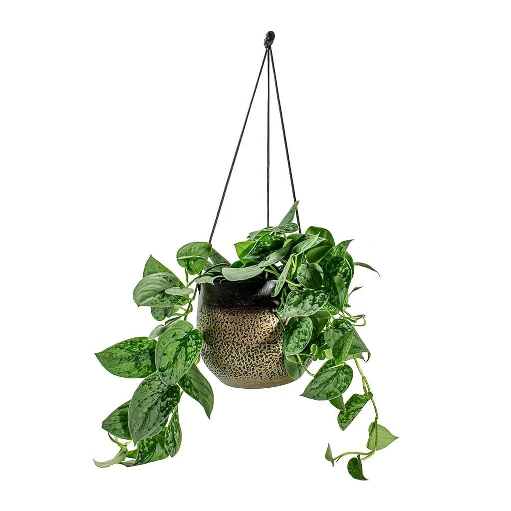 Epipremnum Pictum Silvery Ann - Satin Pothos 9 Epipremnum Pictum Silvery Ann - Satin Pothos - Image 7