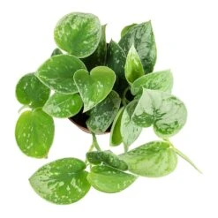 Epipremnum Pictum Silvery Ann - Satin Pothos 15 Epipremnum Pictum Silvery Ann - Satin Pothos -Plant Promotion Store Epipremnum pictum Silvery Ann Satin Pothos Plant