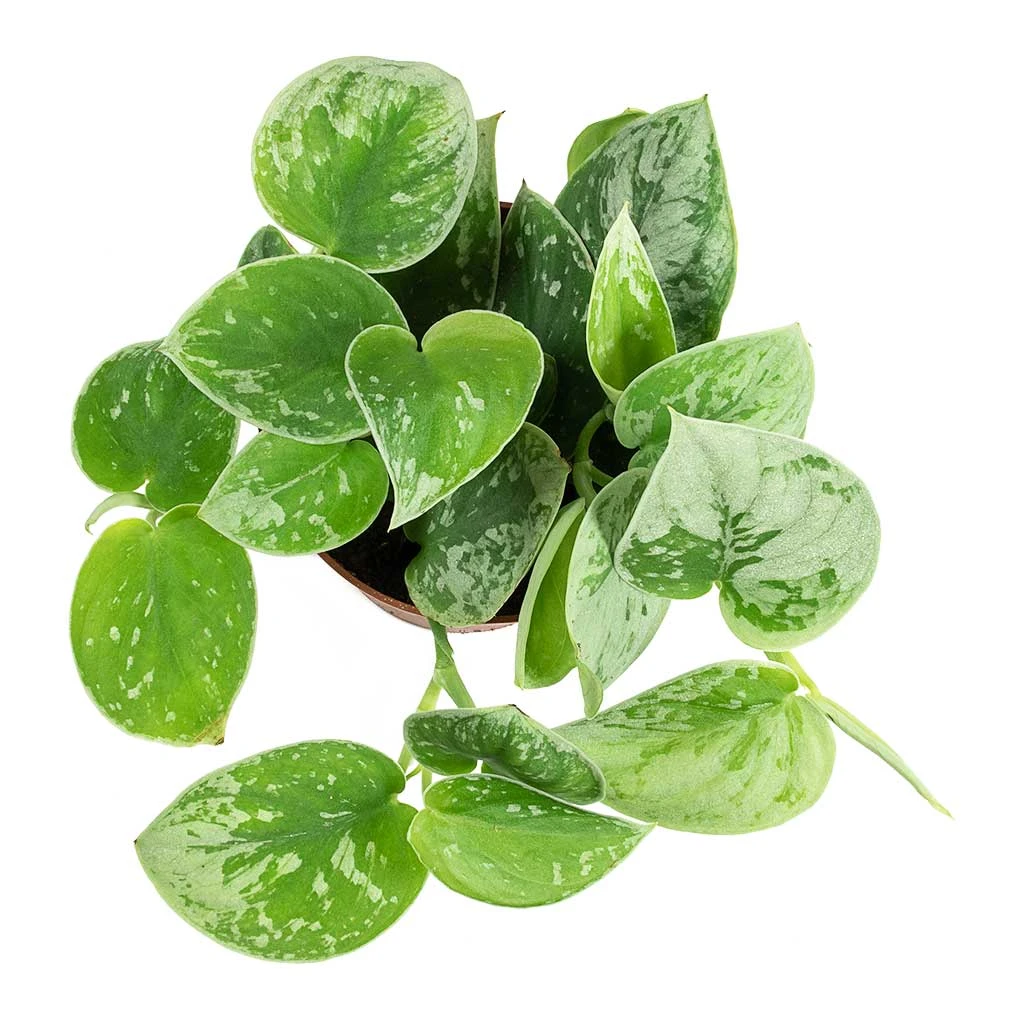 Epipremnum Pictum Silvery Ann - Satin Pothos 8 Epipremnum Pictum Silvery Ann - Satin Pothos - Image 6