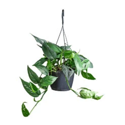 Epipremnum Pinnatum - Cebu Blue Pothos -Plant Promotion Store Epipremnum pinnatum Cebu Blue Pothos 15x35cm 2