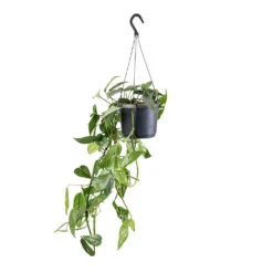 Epipremnum Pinnatum - Cebu Blue Pothos -Plant Promotion Store Epipremnum pinnatum Cebu Blue Pothos 17x40cm