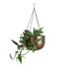 Epipremnum Pinnatum - Cebu Blue Pothos 2 Epipremnum Pinnatum - Cebu Blue Pothos -Plant Promotion Store Epipremnum pinnatum Cebu Blue Pothos 17x40cm Mayfair Hanging Plant Pot Mocha 30x21cm