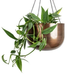 Epipremnum Pinnatum - Cebu Blue Pothos -Plant Promotion Store Epipremnum pinnatum Cebu Blue Pothos 17x40cm Mayfair Hanging Plant Pot Mocha 30x21cm 3