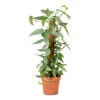 Epipremnum Pinnatum - Cebu Blue Pothos - Moss Pole -Plant Promotion Store Epipremnum pinnatum Cebu Blue Pothos Moss Pole 17x60cm