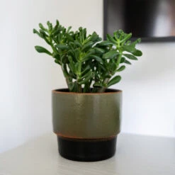 Erik Plant Pot - Dark Olive 20 Erik Plant Pot - Dark Olive -Plant Promotion Store Erik Olive 2