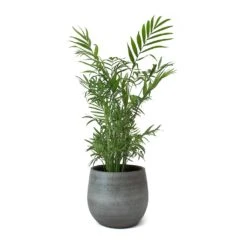 Esra Plant Pot - Mystic Grey -Plant Promotion Store Esra Plant Pot Mystic Grey Chamaedorea elegans Parlour Palm