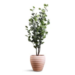 Beatrice Plant Pot - Terracotta -Plant Promotion Store Eucalyptus Tree Artificial 120cm Beatrice Pot Terracotta 29x27cm