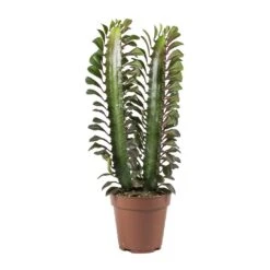 Euphorbia Trigona Rubra - African Milk Tree 15 Euphorbia Trigona Rubra - African Milk Tree -Plant Promotion Store Euphorbia Trigona African Milk Tree