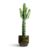 Euphorbia Erytrea - Desert Cactus