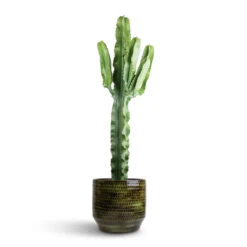 Sanna Plant Pot - Moss Green -Plant Promotion Store Euphorbia erytrea Desert Cactus 19 70cm Sanna Plan Pot Moss Green 31x26cm 96050d4d 1143 4ba6 8a9a d2c52f9aabc0