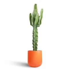 Euphorbia Erytrea - Desert Cactus 14 Euphorbia Erytrea - Desert Cactus -Plant Promotion Store Euphorbia erytrea Desert Cactus 19x70cm Sanna Plant Pot Moss Green 31x26cm