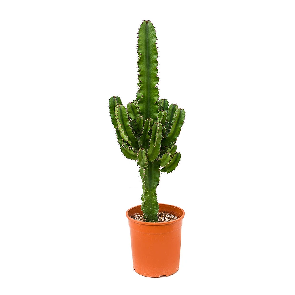 Euphorbia Erytrea - Desert Cactus 5 Euphorbia Erytrea - Desert Cactus - Image 3