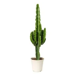 Euphorbia Erytrea - Desert Cactus 12 Euphorbia Erytrea - Desert Cactus -Plant Promotion Store Euphorbia erytrea Desert Cactus 23x100cm
